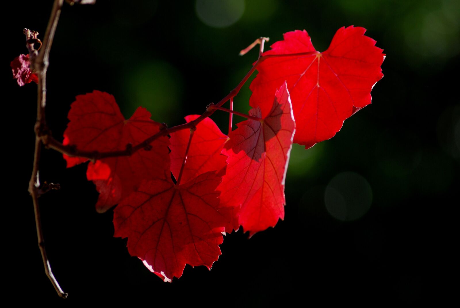 Nikon D60 sample photo. Vine leaf, vineyard, winery photography