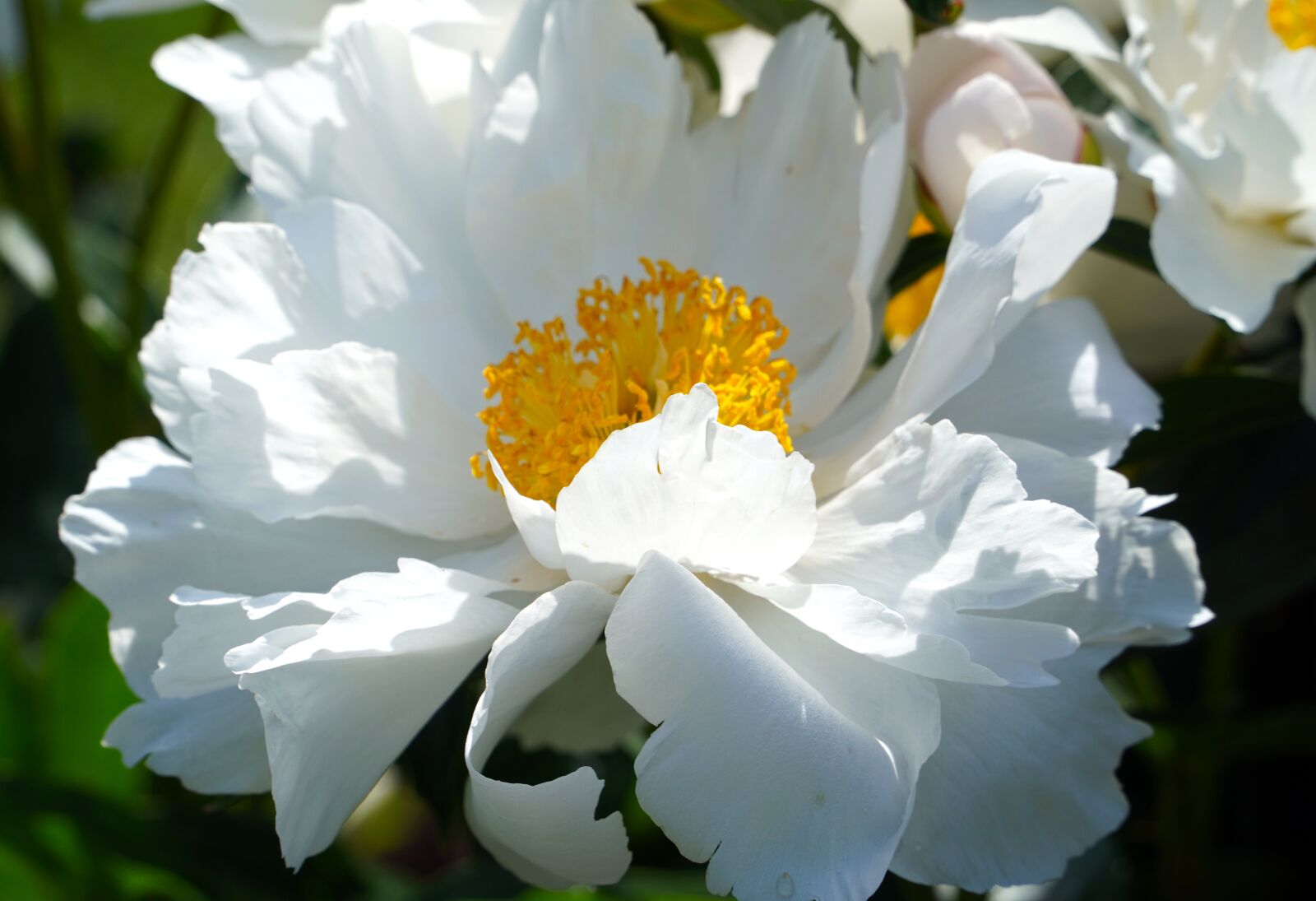 Sony E PZ 18-105mm F4 G OSS sample photo. Peony, white, flower photography