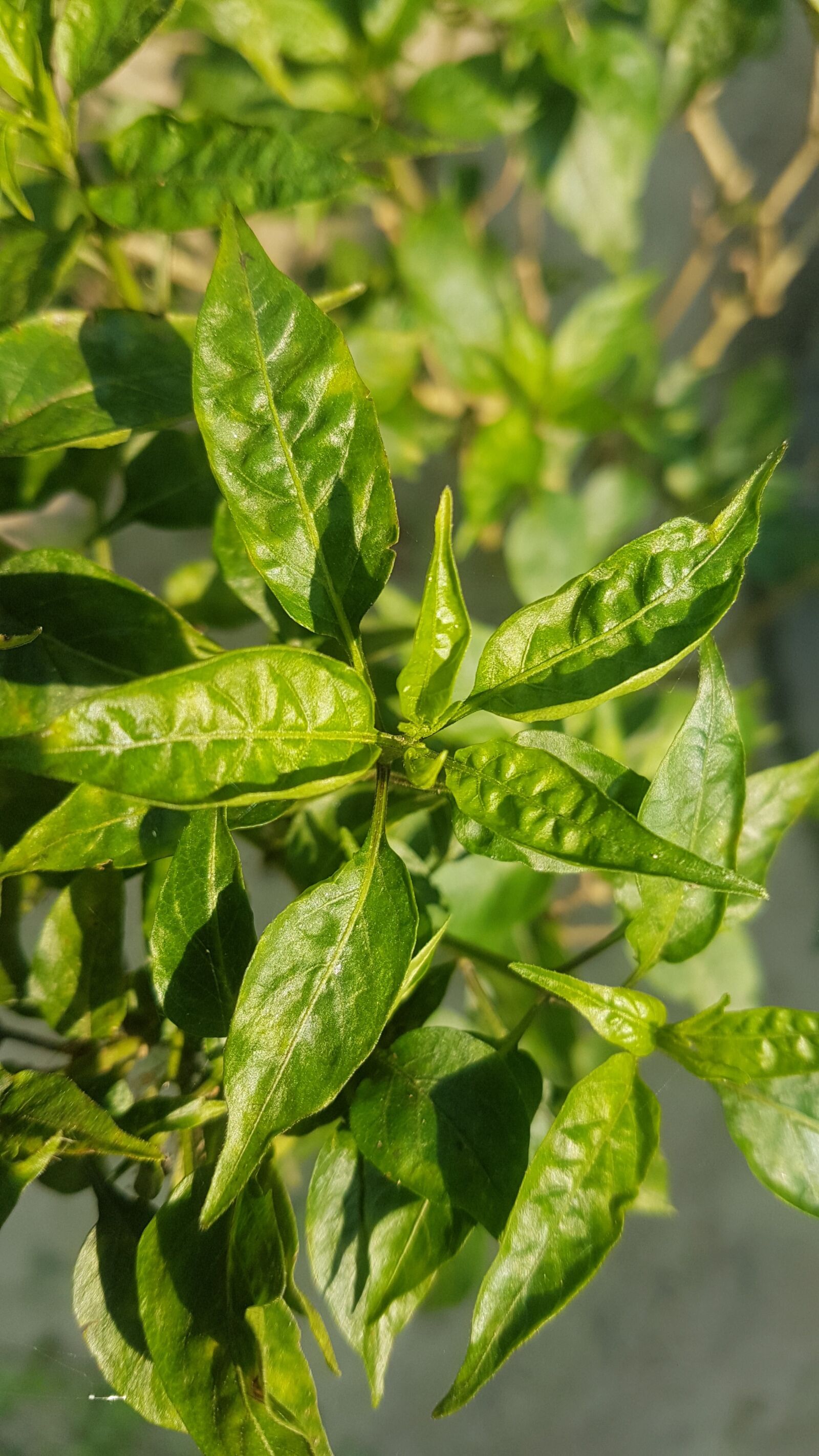 Samsung Galaxy S7 Edge sample photo. Green chilli tree, green photography