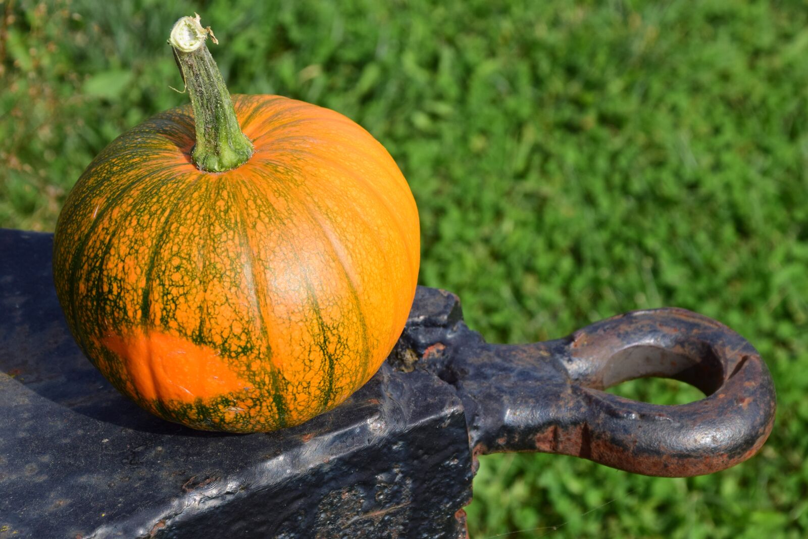 Nikon D3300 sample photo. Pumpkin, harvester, trailers photography