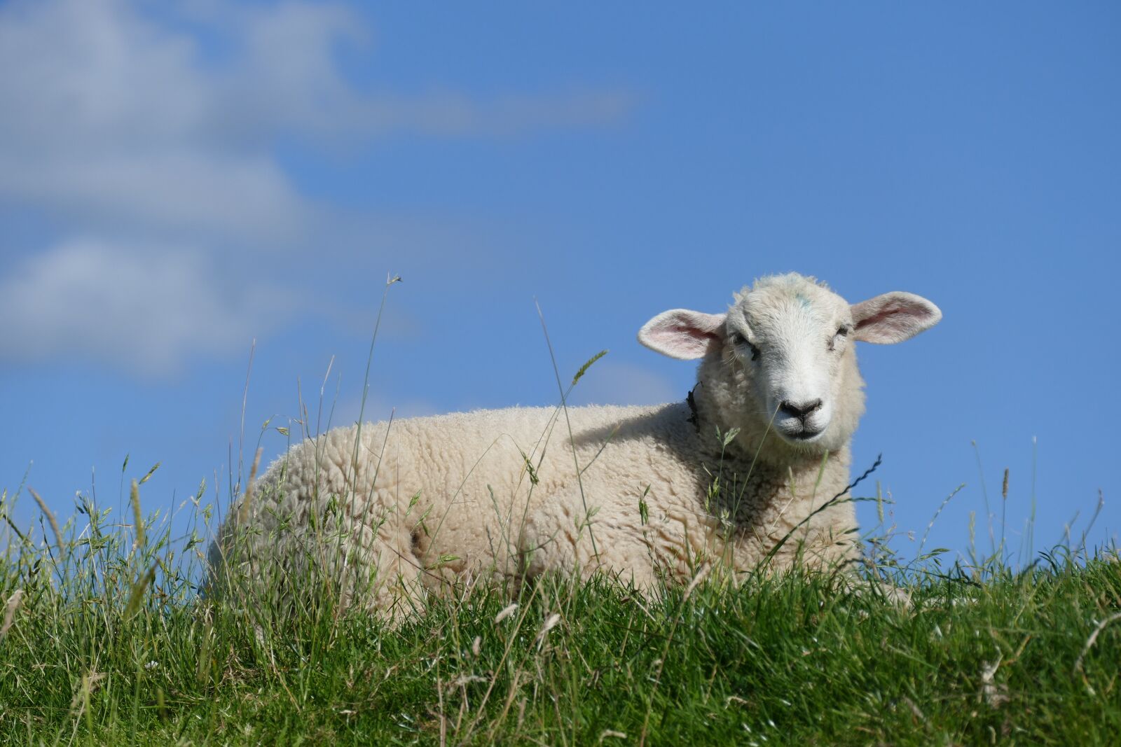 Panasonic Lumix DMC-FZ1000 sample photo. Sheep, summer, dike photography