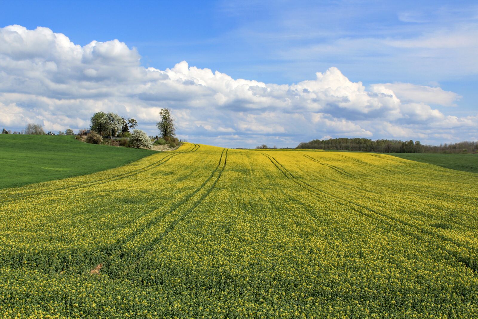 Canon EOS 1300D (EOS Rebel T6 / EOS Kiss X80) sample photo. Spring, fields, yellow photography