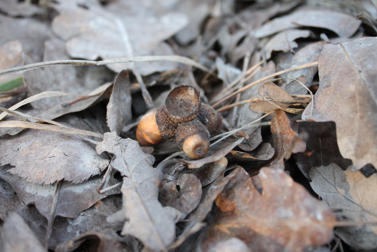 Canon EOS 1100D (EOS Rebel T3 / EOS Kiss X50) sample photo. Acorn, leaves photography