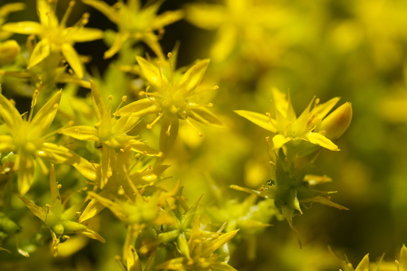 Sony a7R IV sample photo. Yellow flowering photography