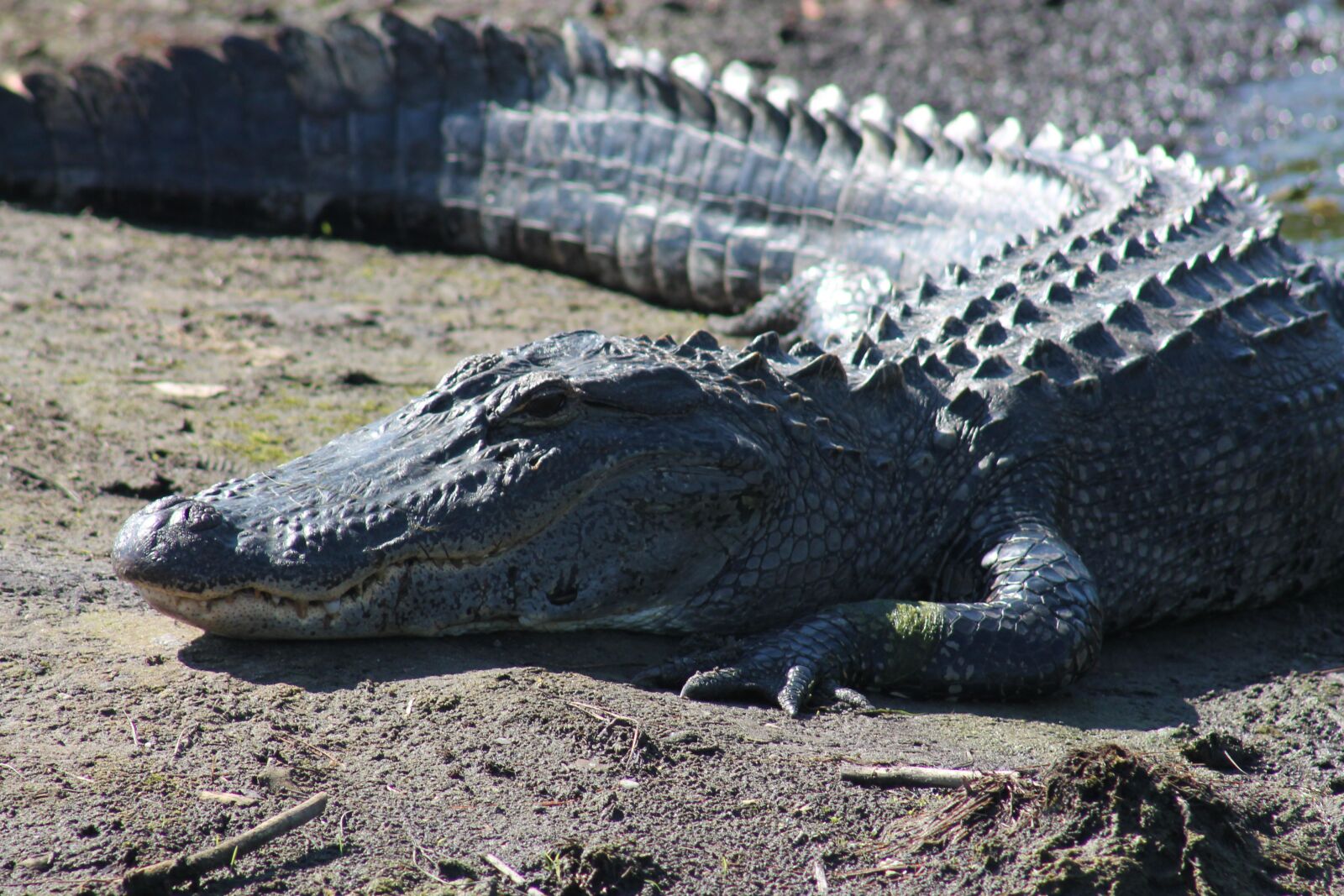 Canon EOS 1100D (EOS Rebel T3 / EOS Kiss X50) sample photo. Alligator, gator, wildlife photography