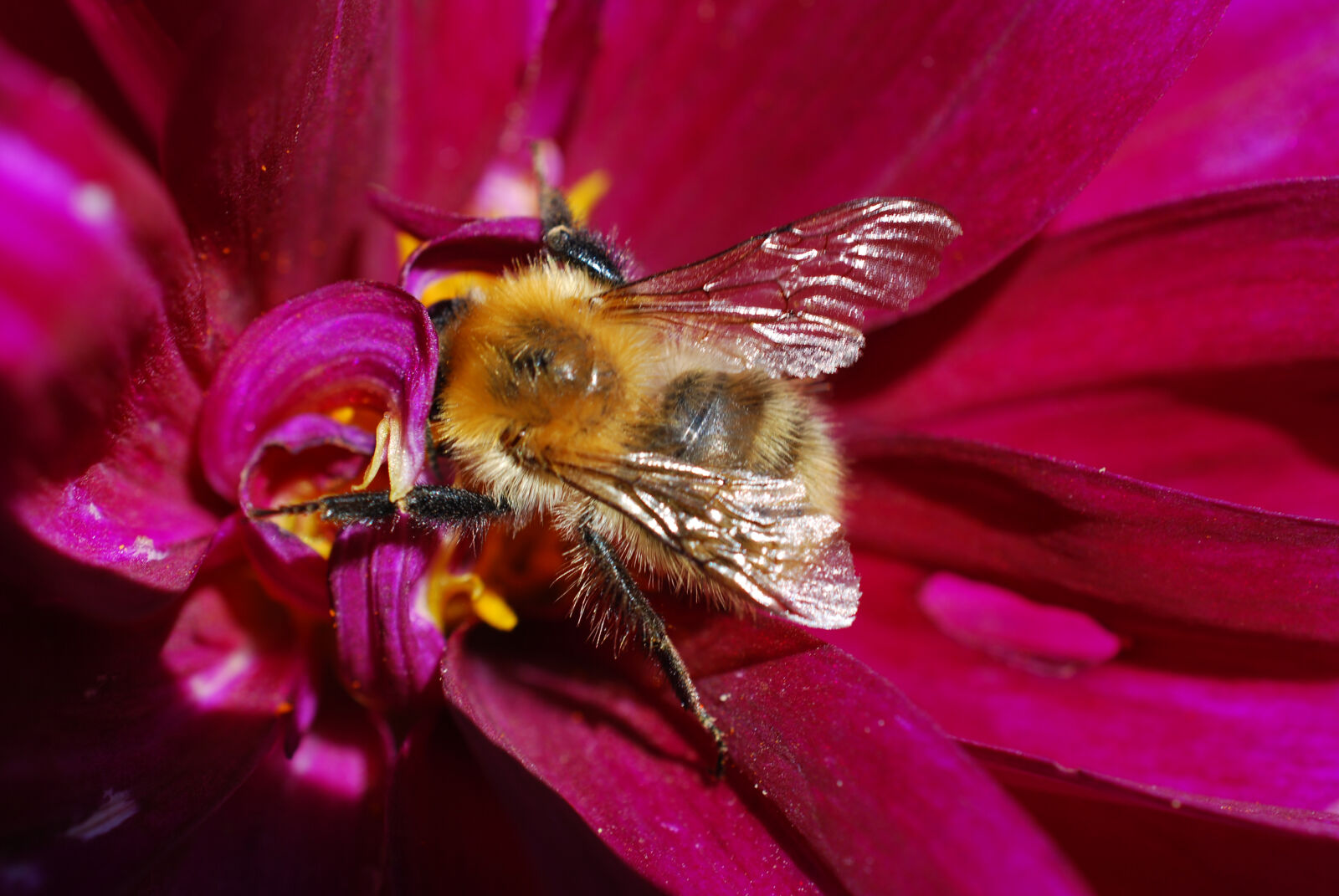 Nikon D40X sample photo. Bee, flower, pollen, purple photography