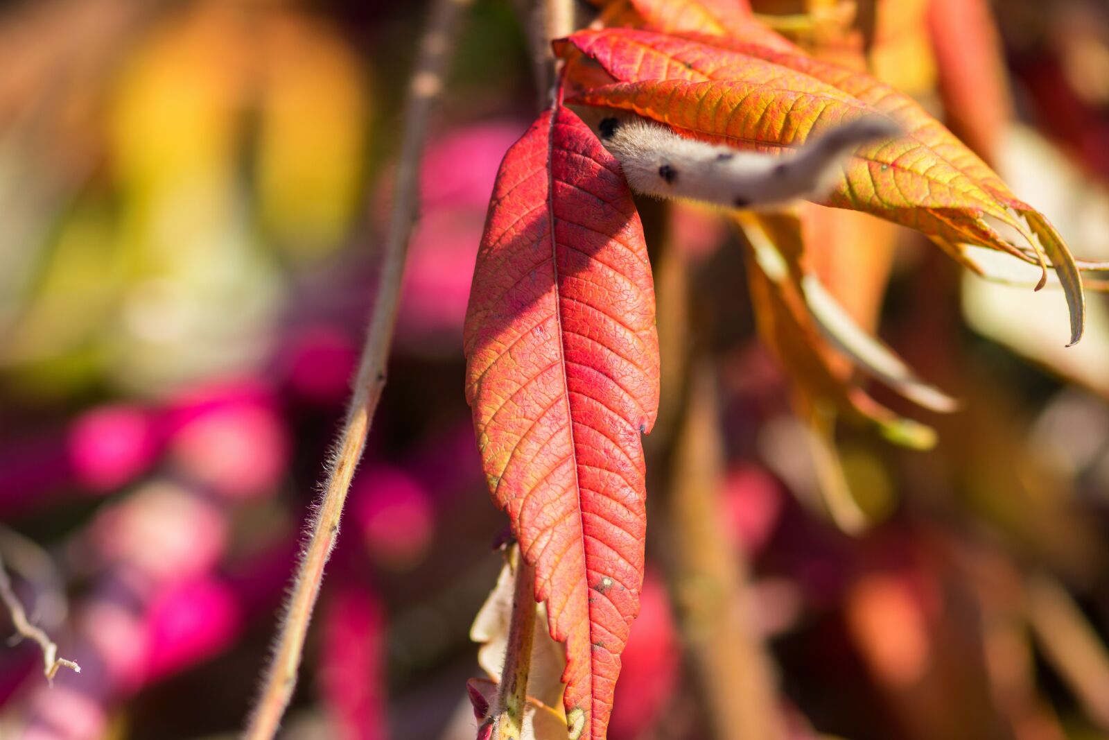 Nikon D7200 sample photo. Autumn, leaves, colorful photography