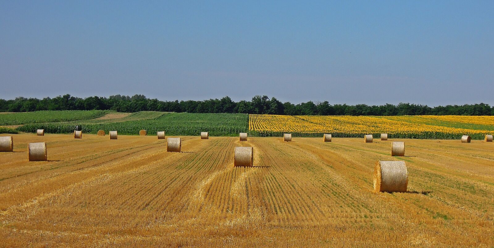 Nikon Coolpix P300 sample photo. Wheatfield, straw bale, agriculture photography