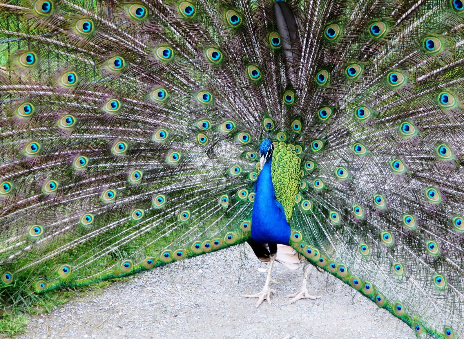 Canon PowerShot S120 sample photo. Peacock, peacock wheel, beat photography