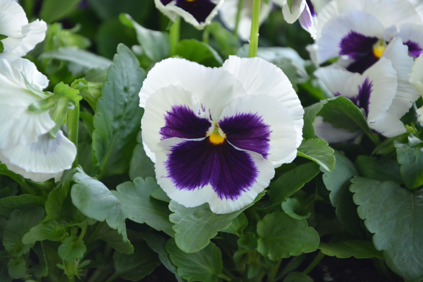 Nikon D5200 sample photo. Flower, thinking, nature photography