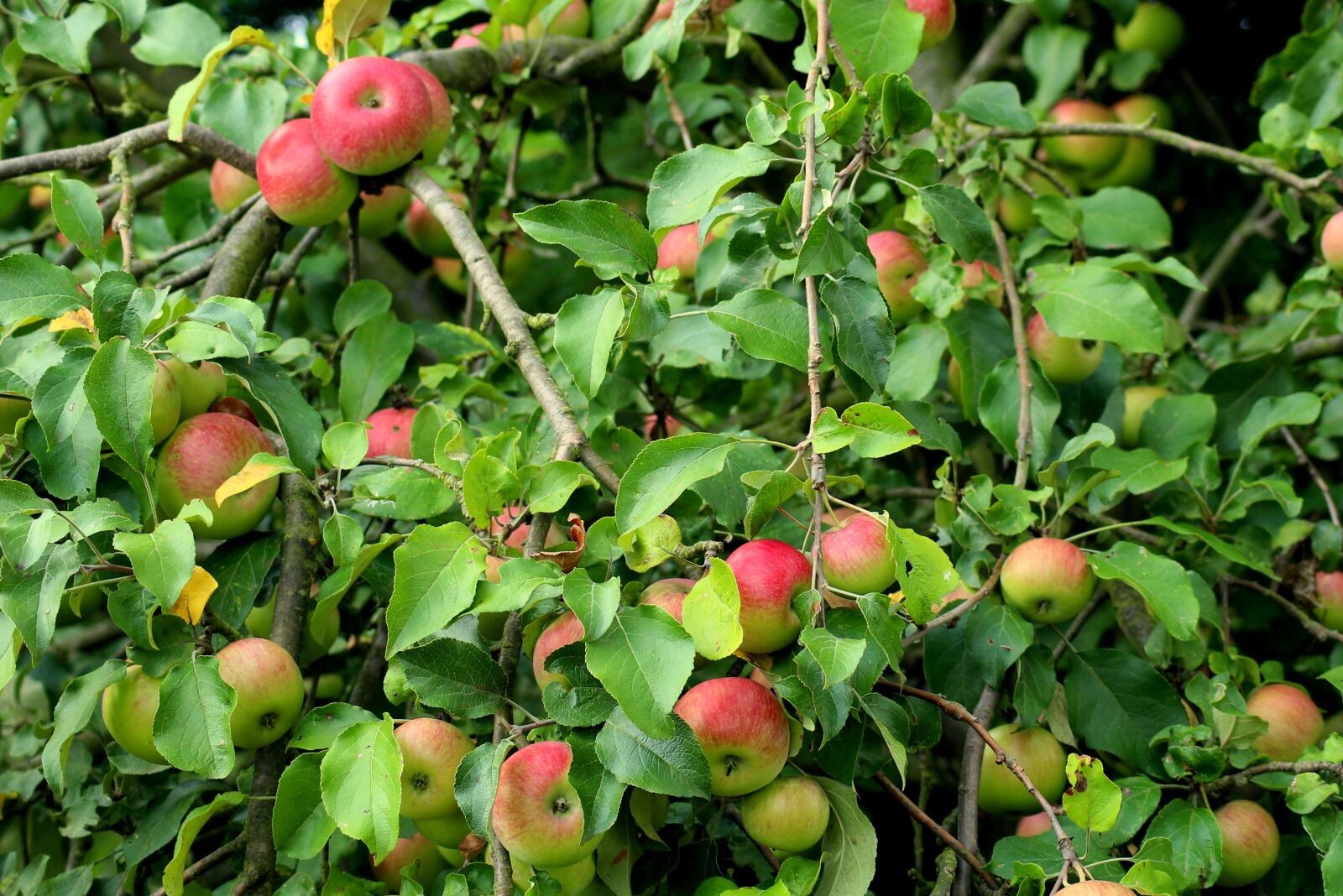 Canon EOS 1200D (EOS Rebel T5 / EOS Kiss X70 / EOS Hi) sample photo. Apple, fruit tree, apples photography