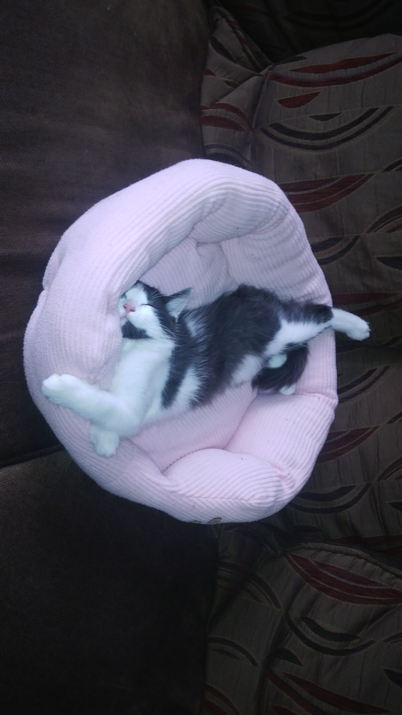 BlackBerry Z10 sample photo. Cat, cats, kitten, love photography