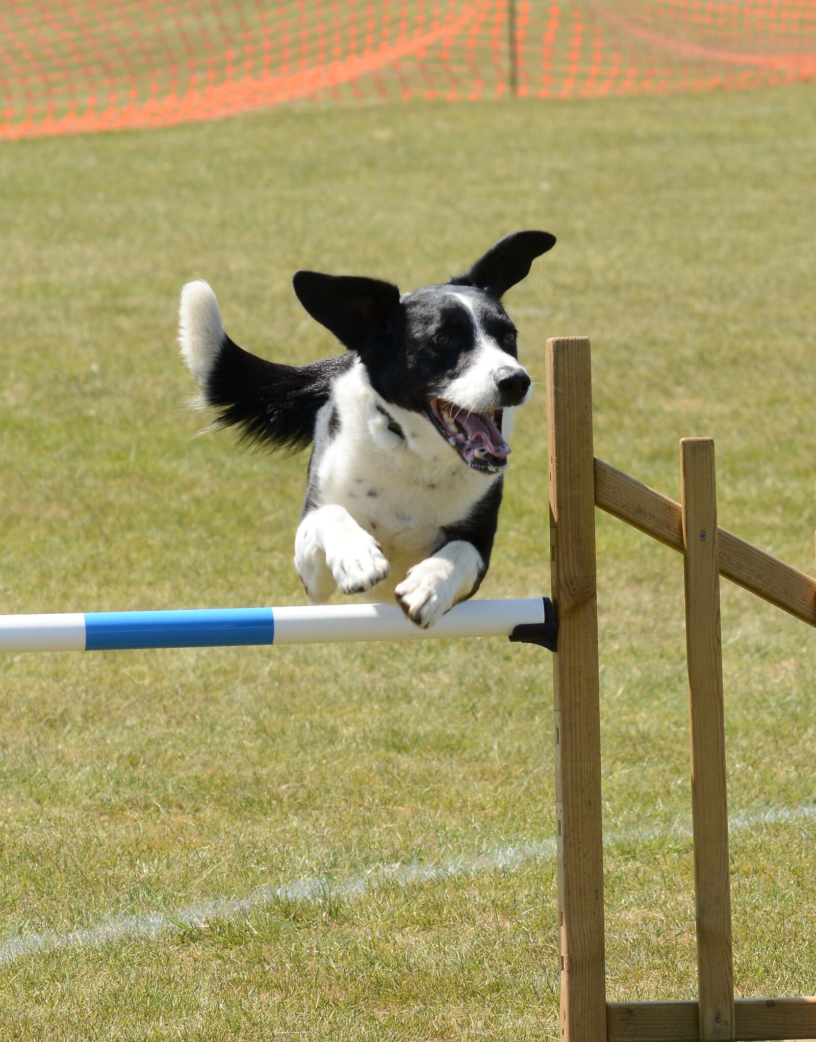 Nikon D7100 sample photo. Dog, agility, fitness photography