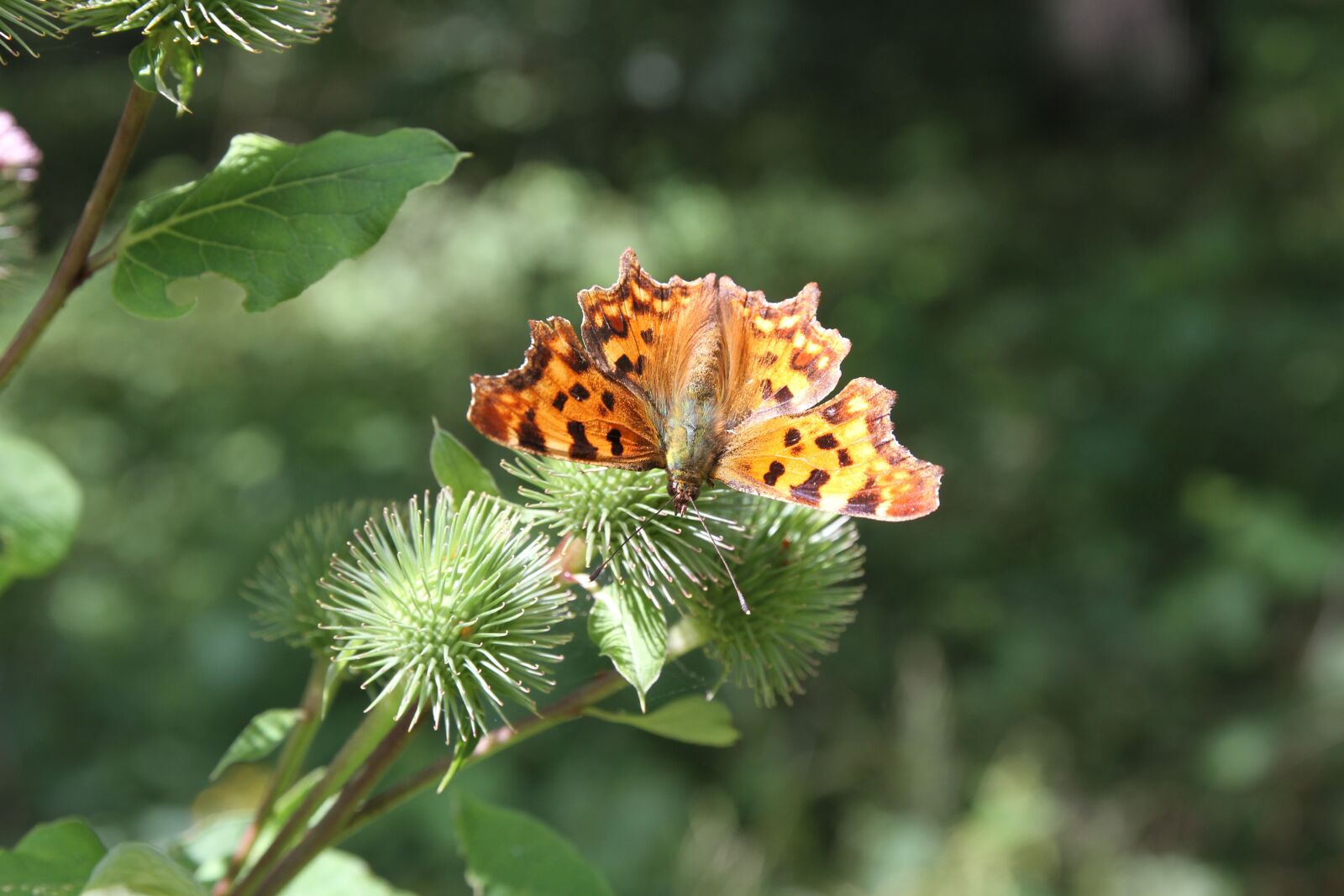 Canon EOS 7D sample photo. Butterfly, fuchs, thistle photography