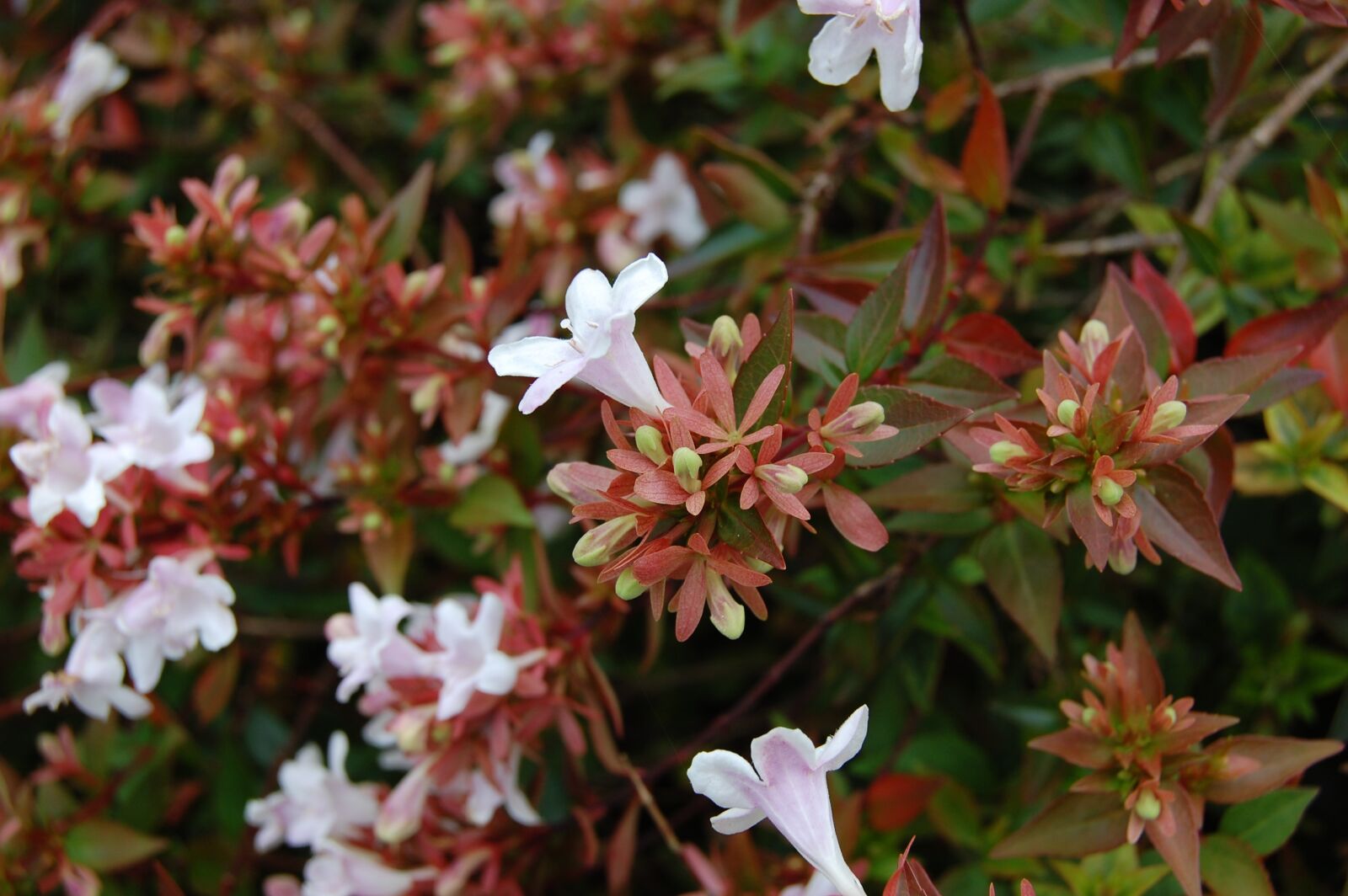 Nikon D40 sample photo. Jasmine, winter, fall photography