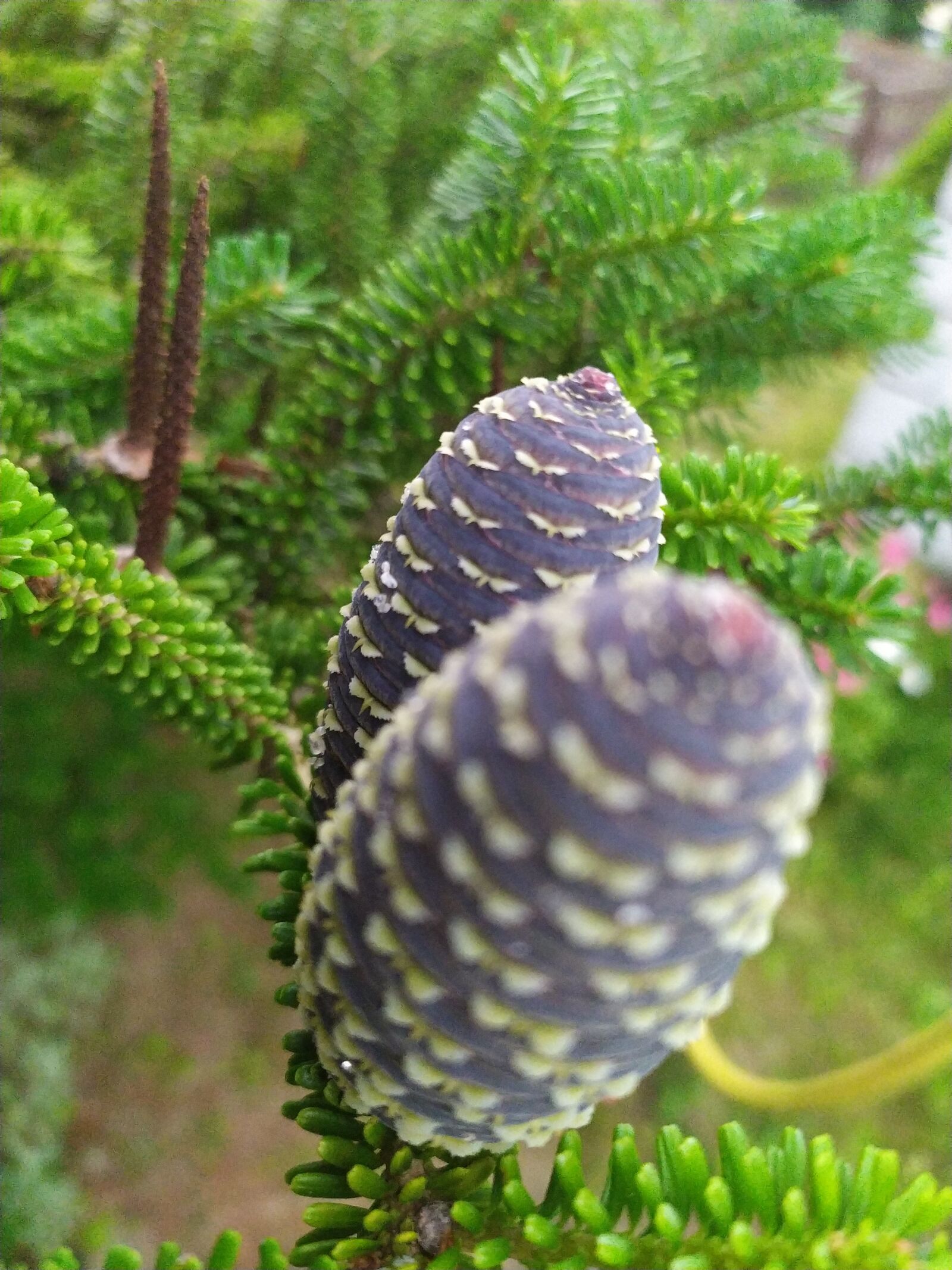 Xiaomi Redmi Note 7 sample photo. Cone, forest, natu photography