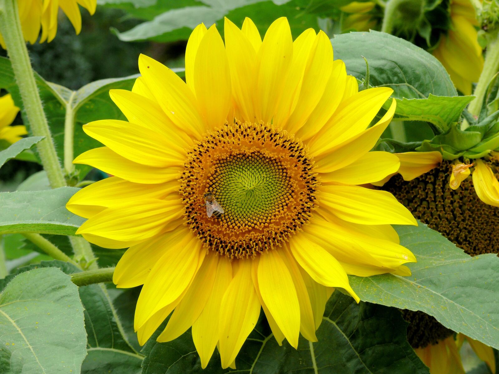 Panasonic DMC-FZ50 sample photo. Sunflower, yellow, nature photography