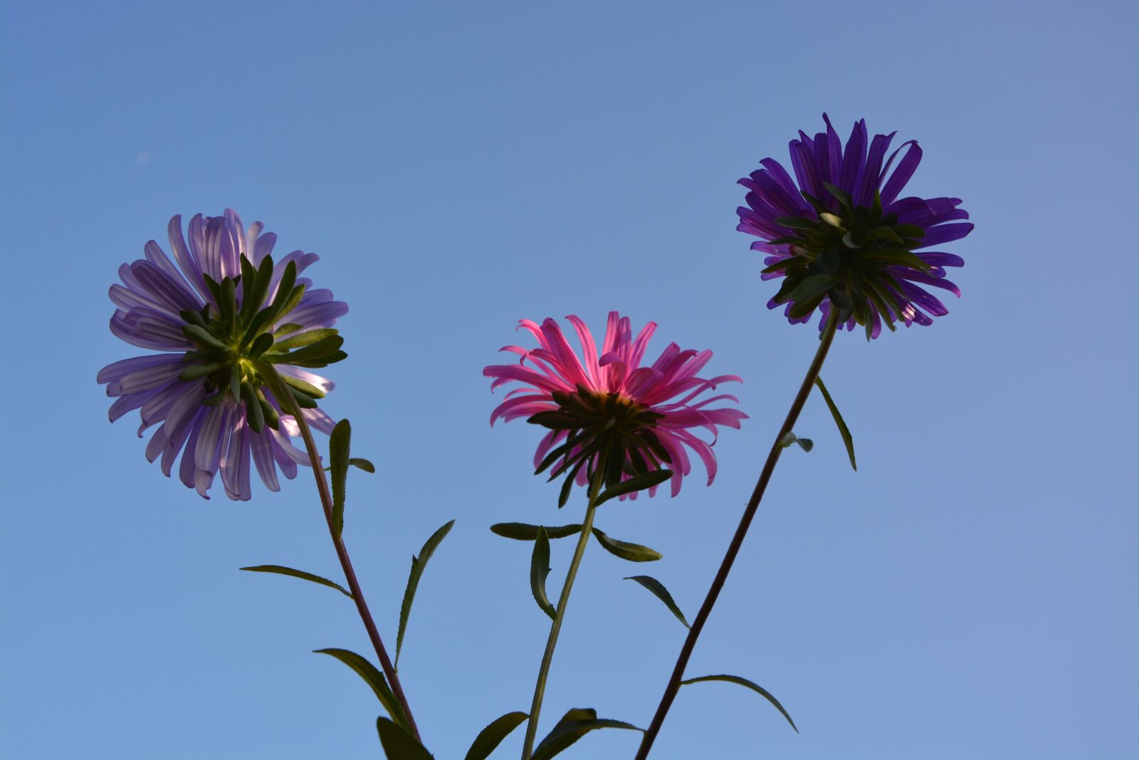 Nikon D5200 sample photo. Flowers, sky, nature photography