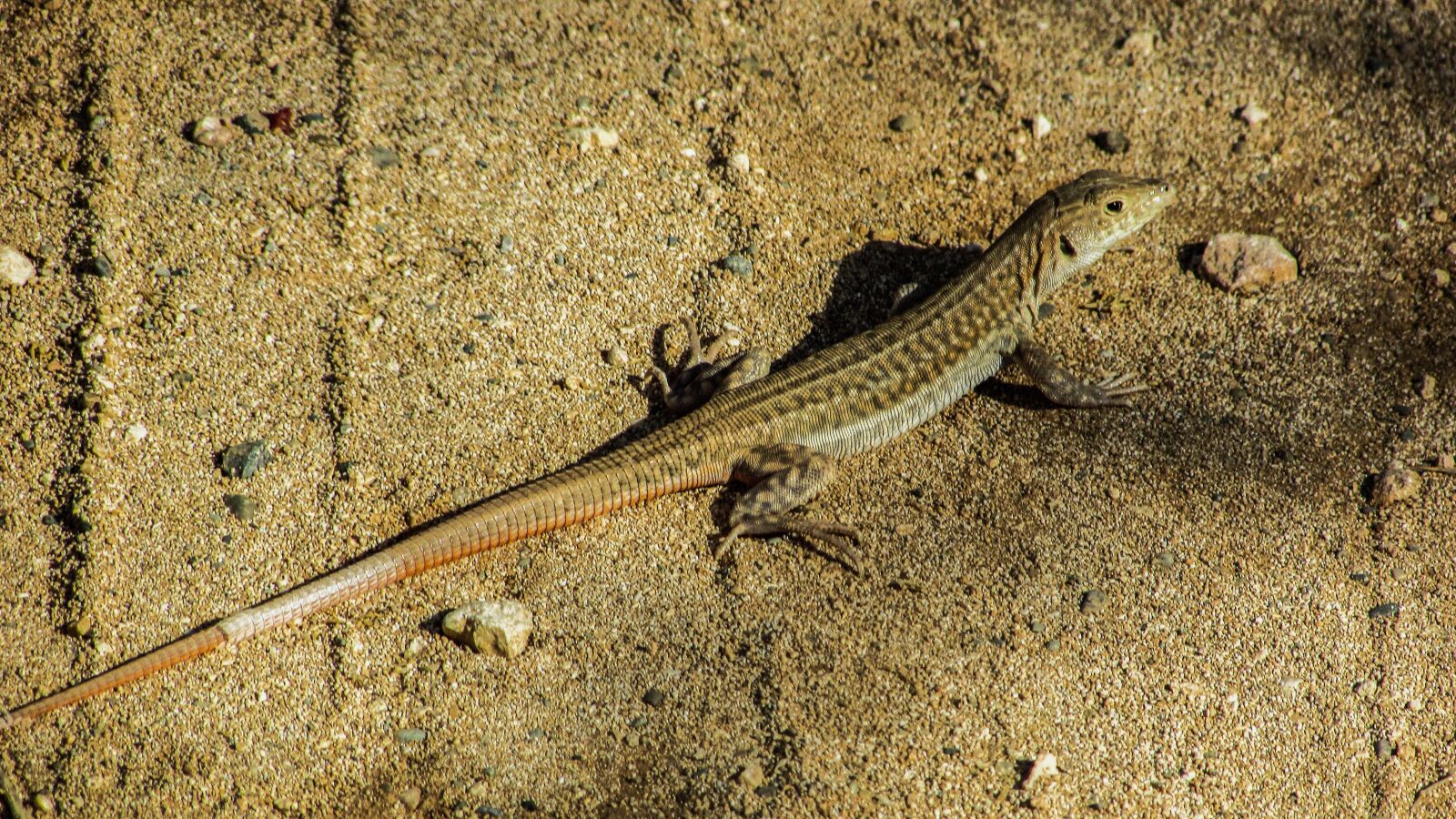 Canon PowerShot SX400 IS sample photo. Acanthodactylus schreiberi, lizard, reptile photography
