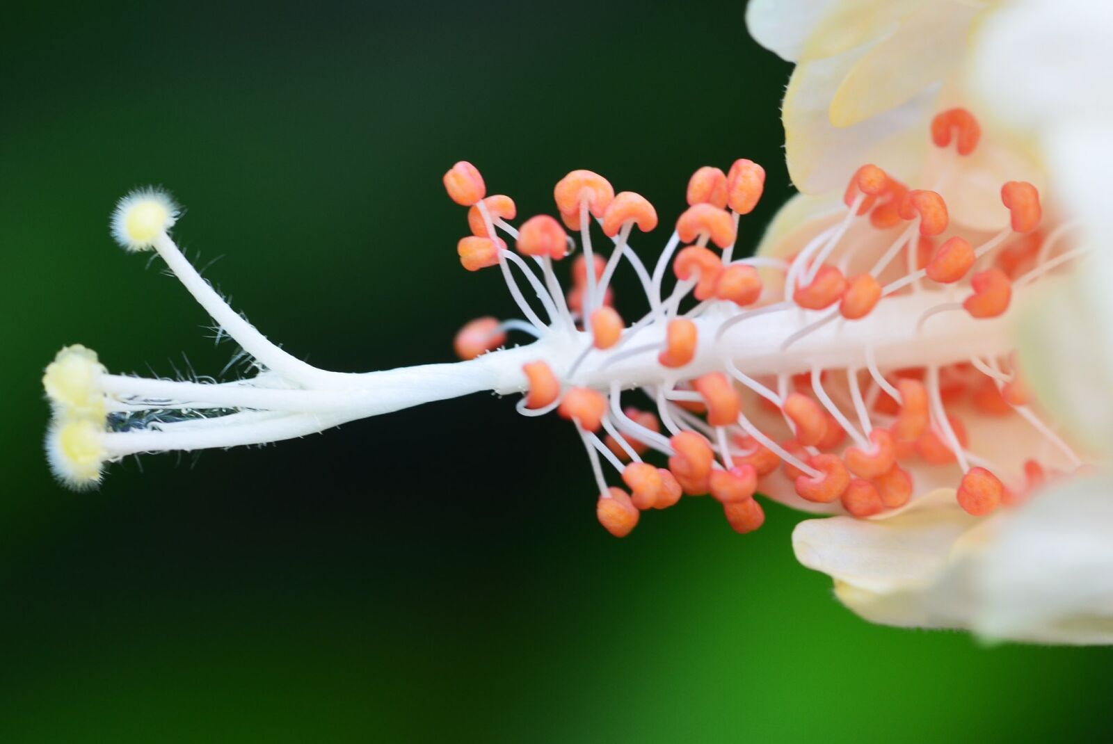 Nikon D5100 sample photo. Flower, plant, white photography