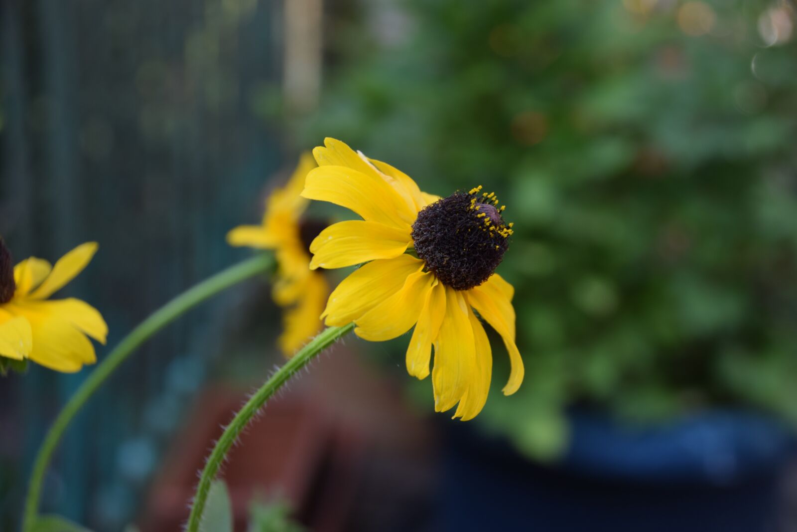 Nikon D5300 sample photo. Coneflower, flower, blossom photography