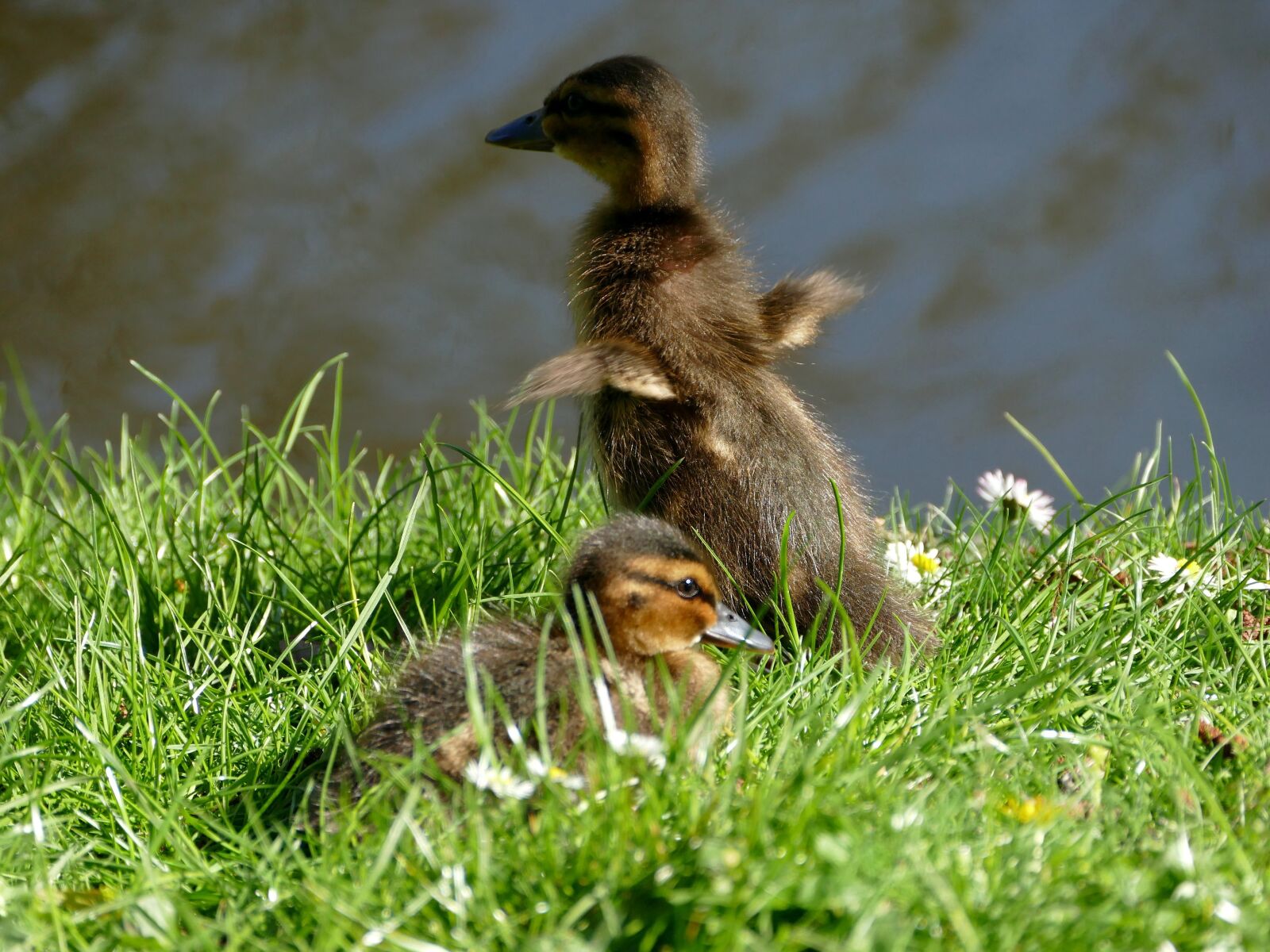 Panasonic Lumix DMC-FZ1000 sample photo. Ducklings, chicks, animal children photography
