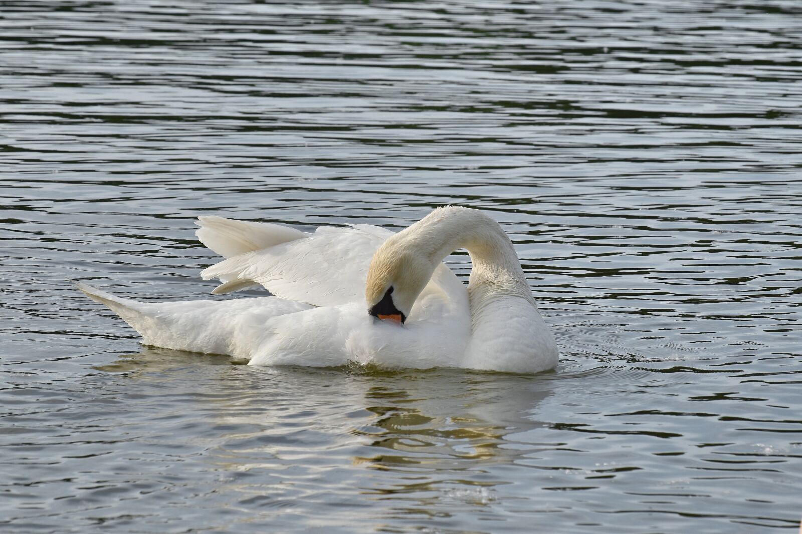 Nikon D5500 sample photo. Feather, swan, swimming, wings photography