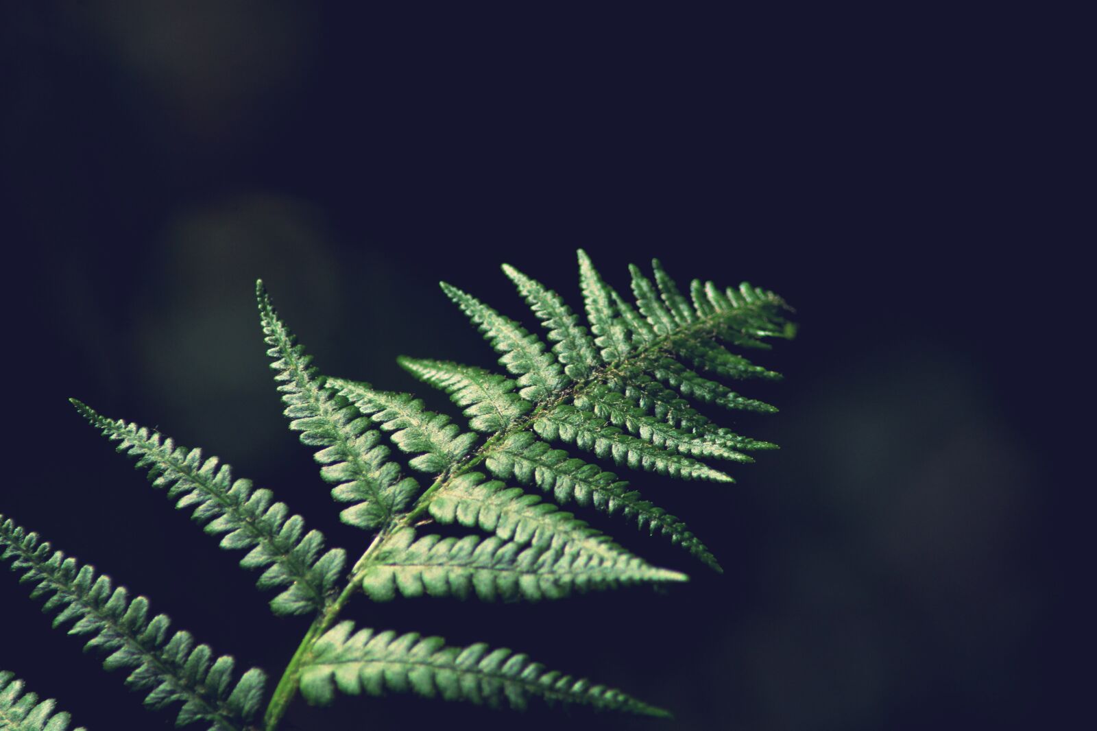 Canon EOS 2000D (EOS Rebel T7 / EOS Kiss X90 / EOS 1500D) sample photo. Fern, leaf, forest photography