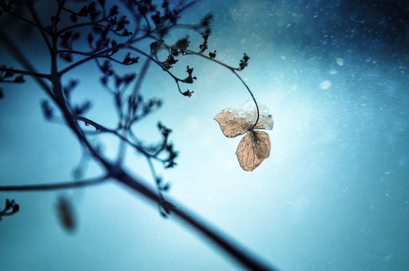 Nikon D7000 sample photo. Frozen, plant, winter photography