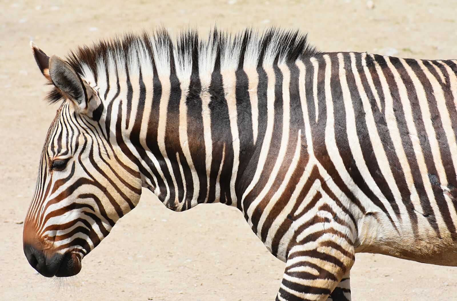 Nikon D7200 sample photo. Zebra, wild animal, zoo photography