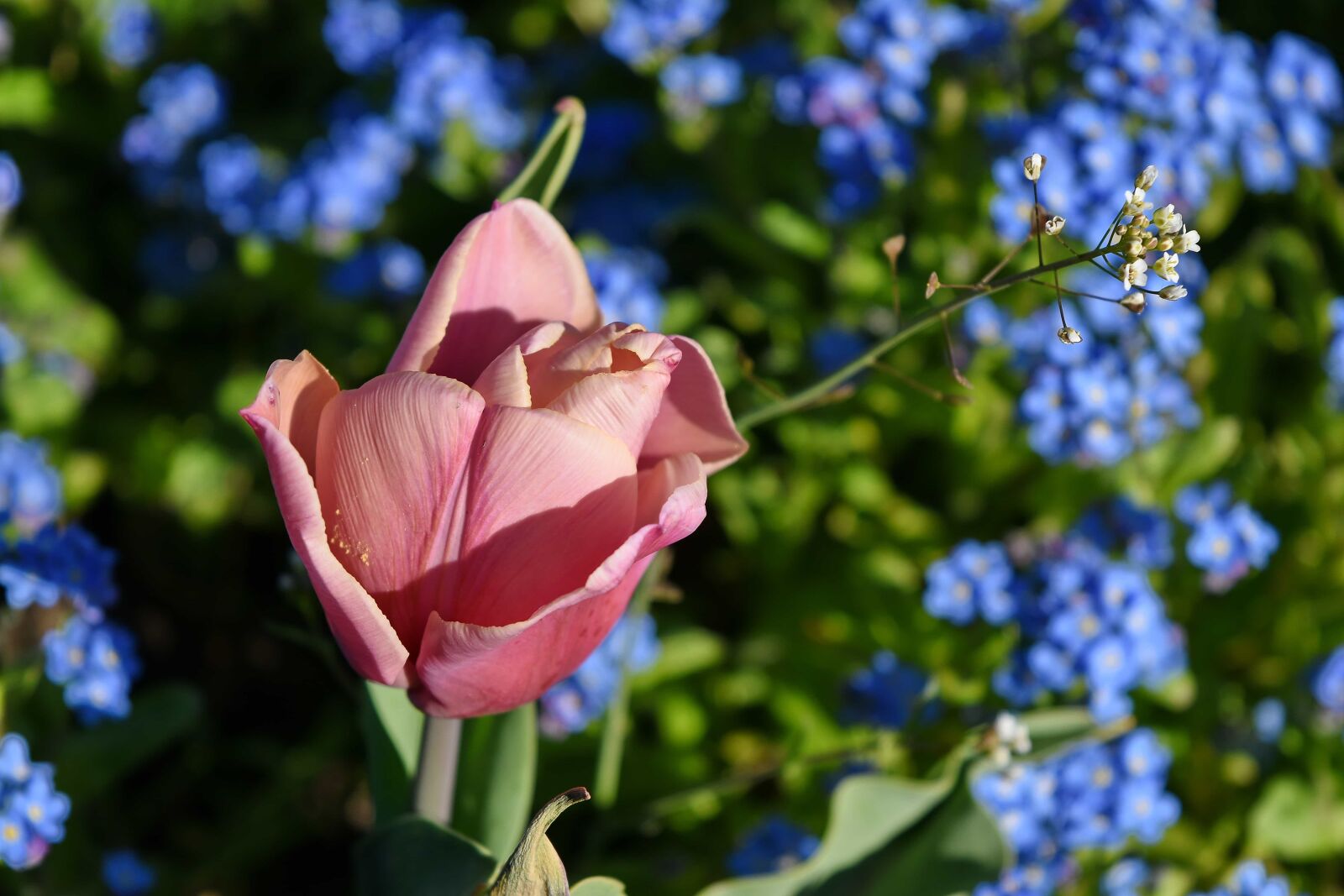 Nikon D5500 sample photo. Pink, tulip, nature, petal photography