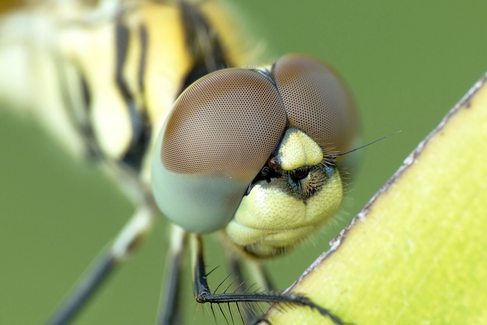 Sony Cyber-shot DSC-HX300 sample photo. Yellow, and, black, dragonfly photography