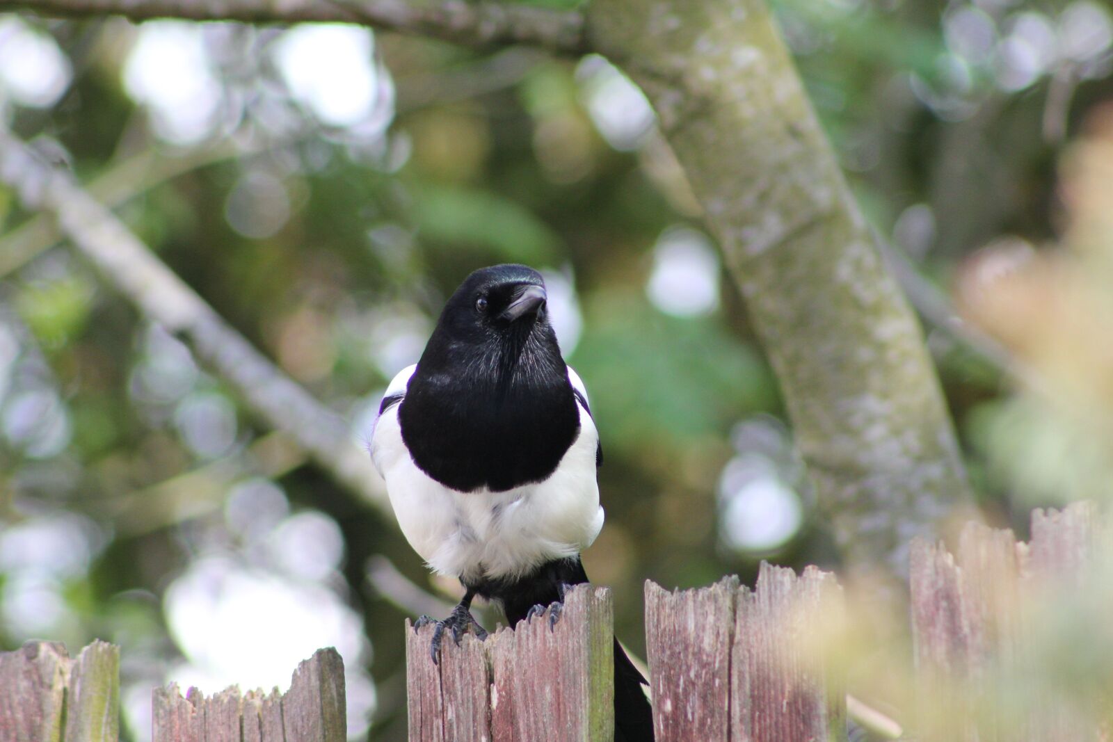 Canon EOS 550D (EOS Rebel T2i / EOS Kiss X4) sample photo. Bird, magpie, feather photography