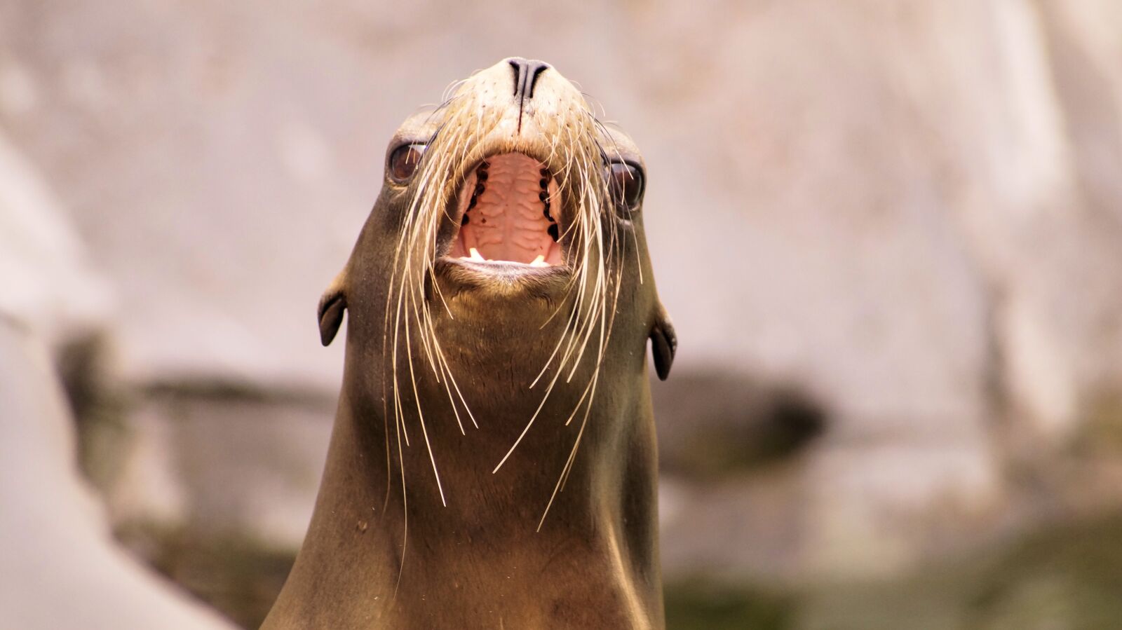 Sony SLT-A58 sample photo. Sea ​​lion, animals, nature photography