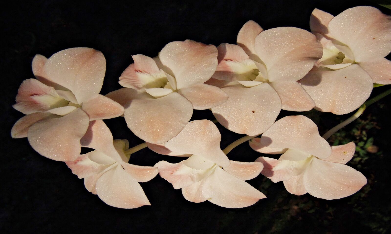 Olympus SP-810UZ sample photo. Orchid, thailand, flowers photography