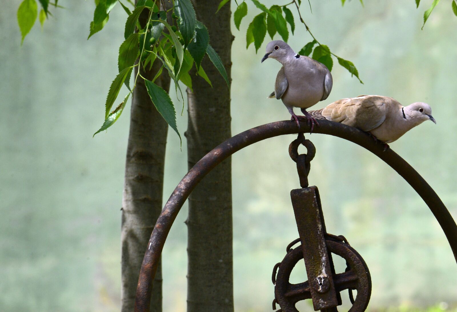 Nikon D610 sample photo. Birds, turtledove, animals photography