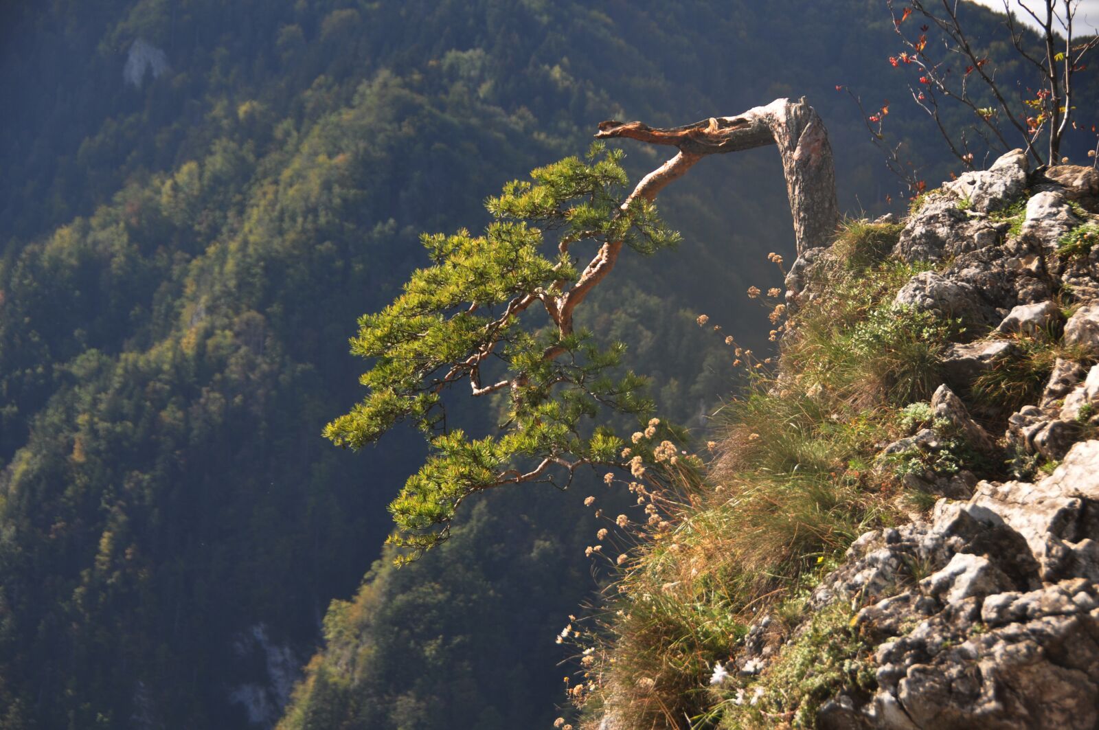 Nikon D90 sample photo. Sokolica, mountains, autumn photography