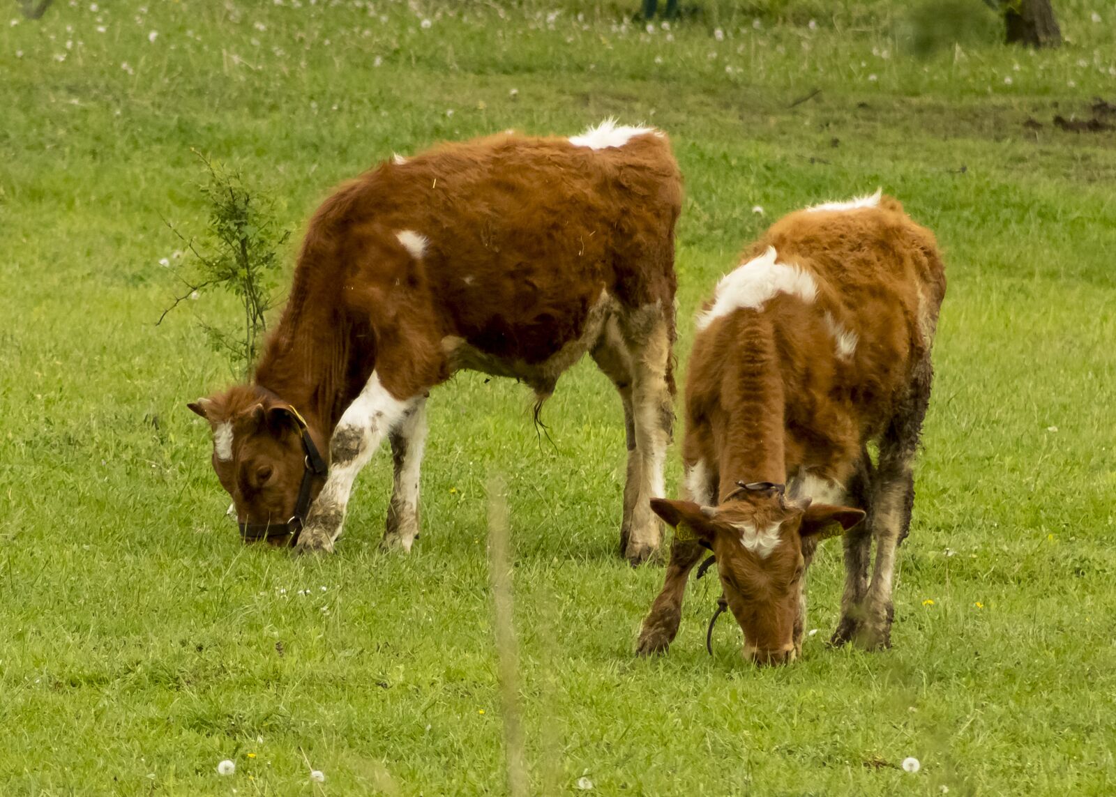 Canon EF75-300mm f/4-5.6 sample photo. Cow, cattle, cows photography