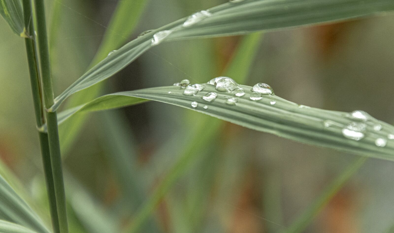 Nikon D500 sample photo. Raindrop, water, wet photography
