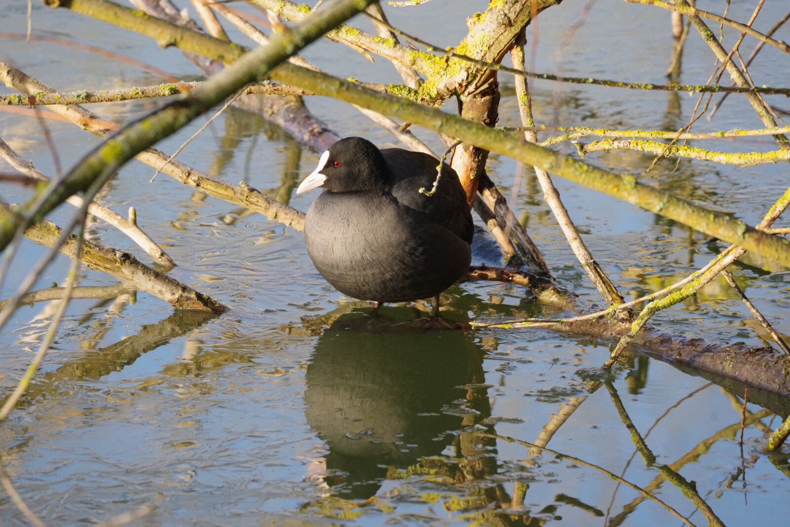 Pentax K-70 sample photo. Coot, lake, nature photography