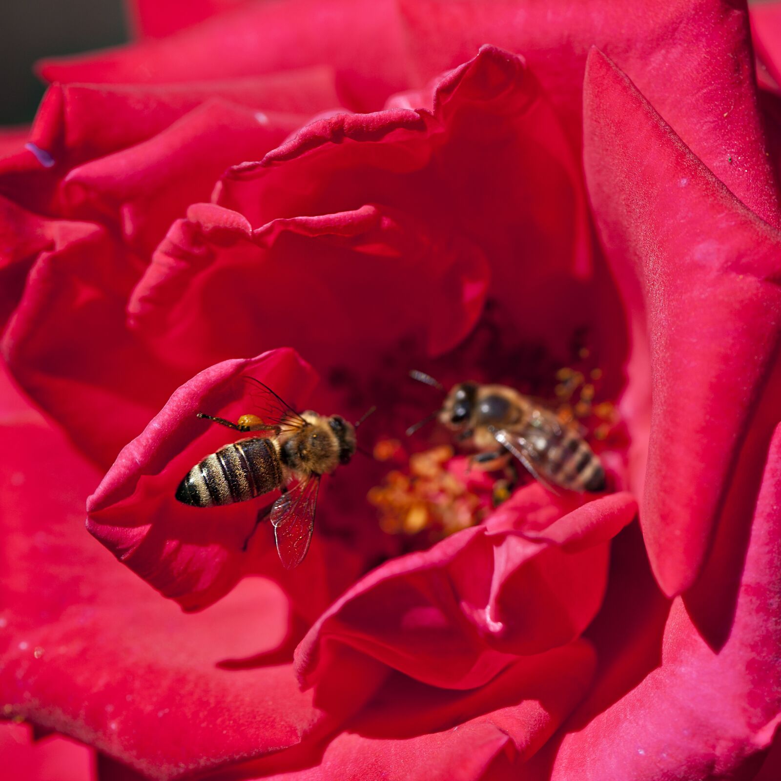 Canon EOS 5D Mark II sample photo. Bees, insects, flower photography