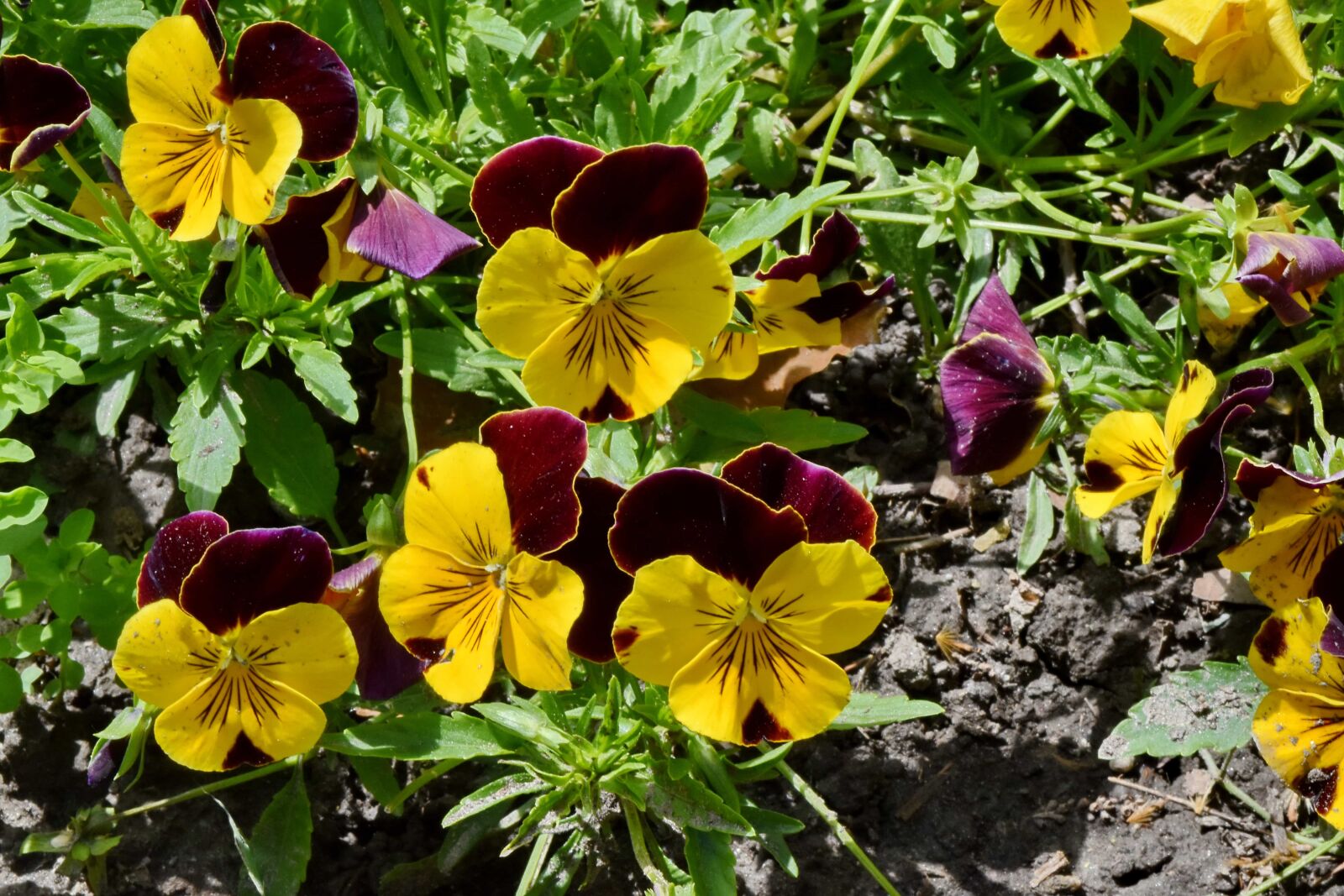 Nikon D5500 sample photo. Tricolor, summer, nature, herb photography