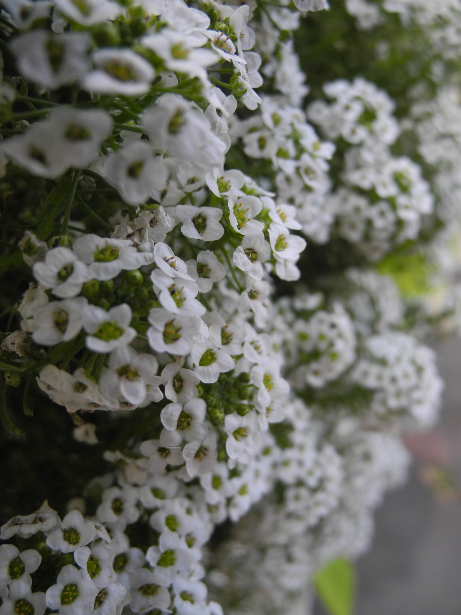 Nikon Coolpix P7000 sample photo. Plants, white petals, macro photography