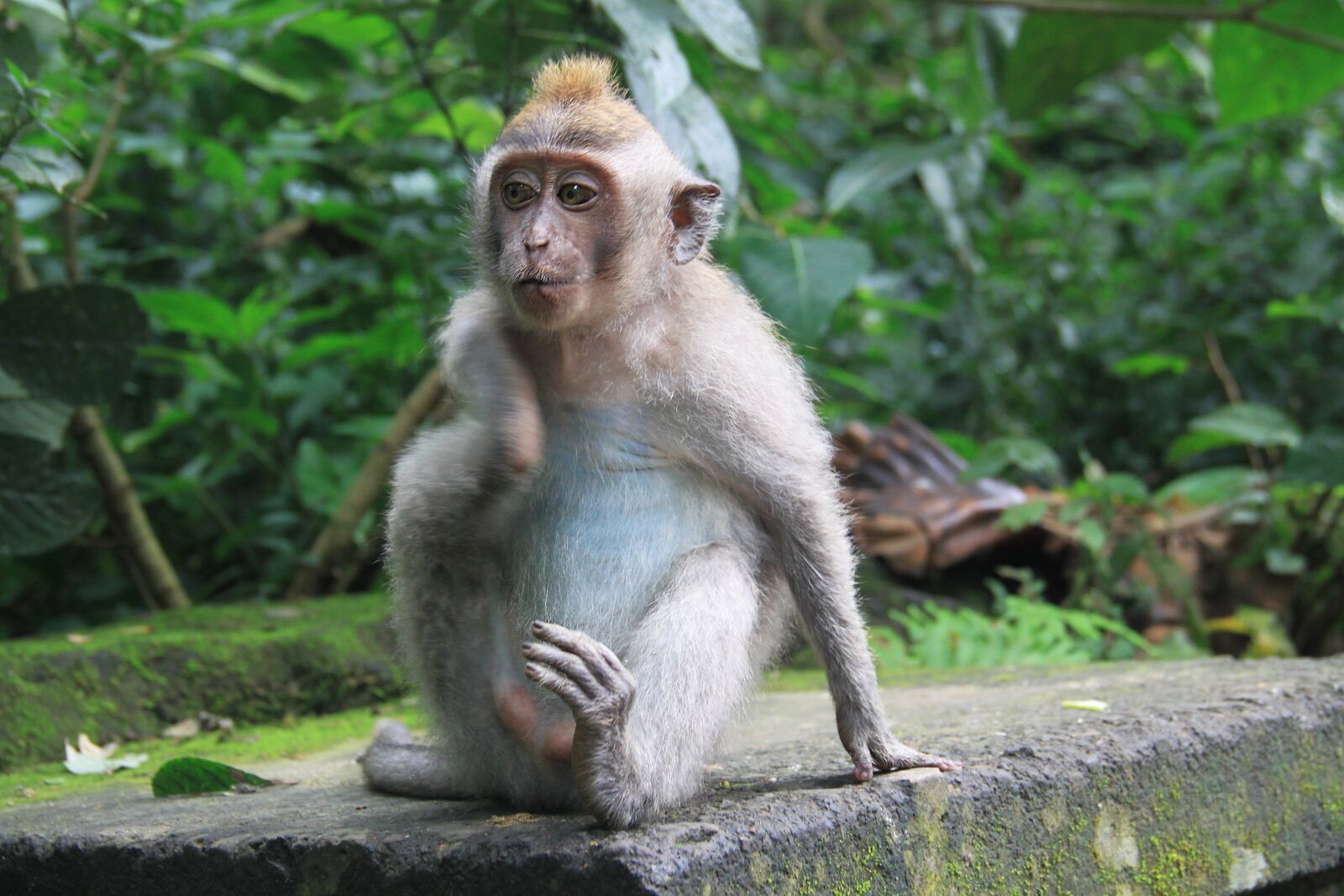 Canon EOS 500D (EOS Rebel T1i / EOS Kiss X3) sample photo. Nature, monkey, jungle photography