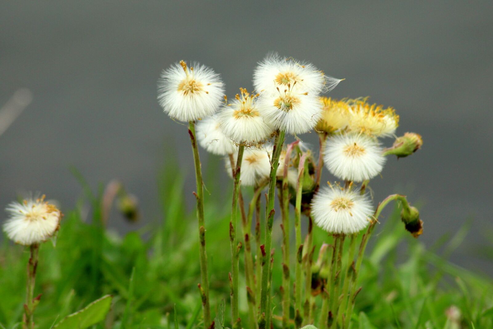 Canon EOS 1200D (EOS Rebel T5 / EOS Kiss X70 / EOS Hi) sample photo. Sonchus oleraceus, dandelion, dandelions photography