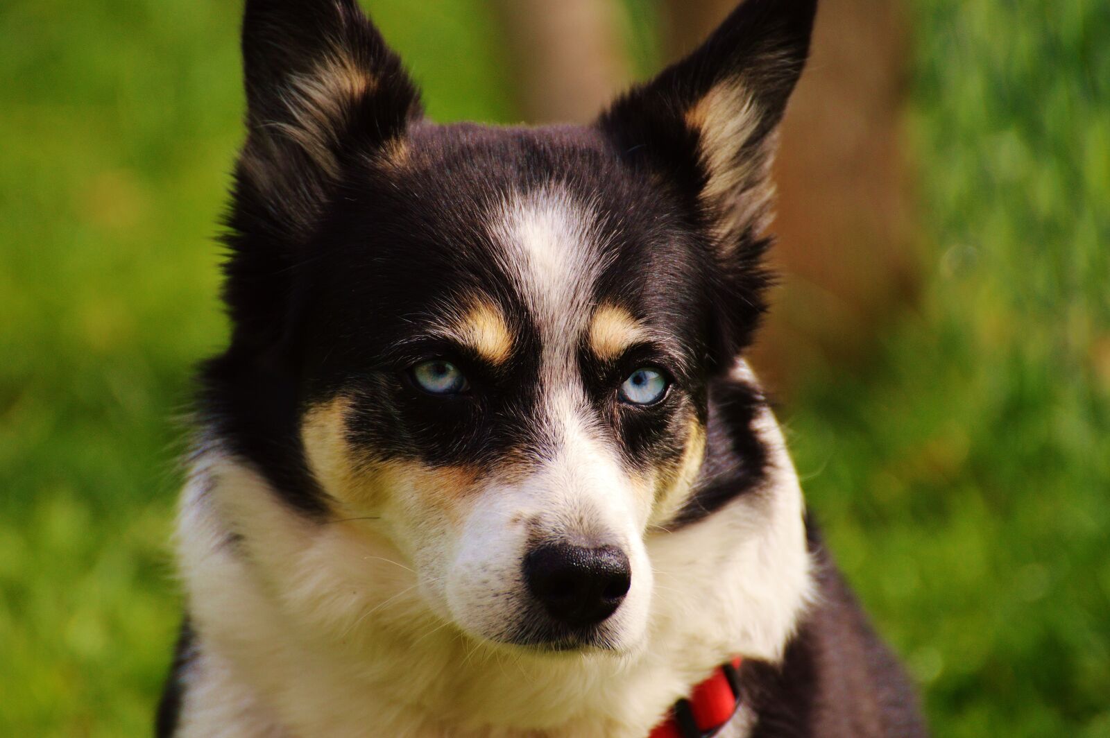 Nikon D3200 sample photo. Dog, view, good photography