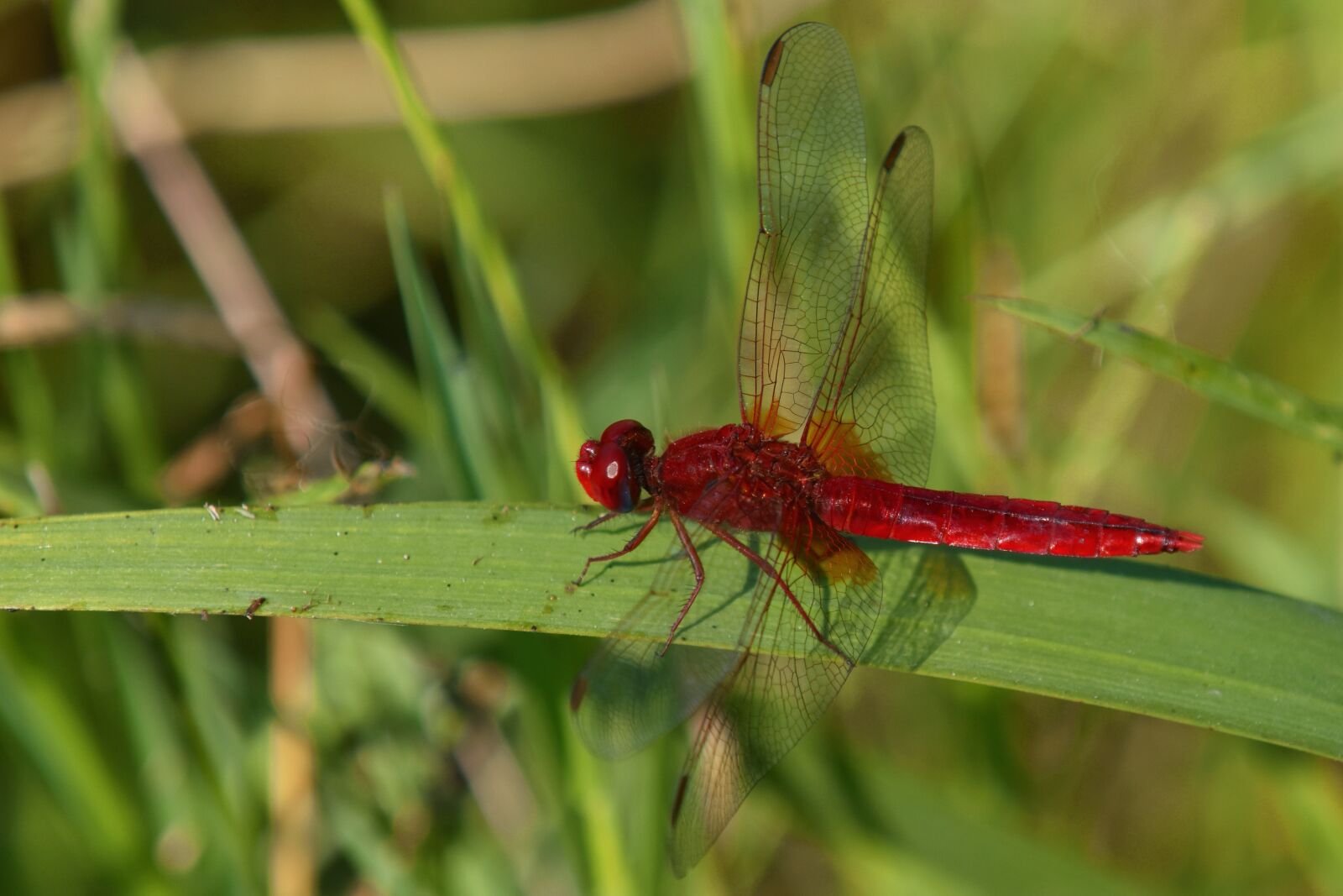 Nikon D3500 sample photo. Dragonfly, crocothemis, insect photography