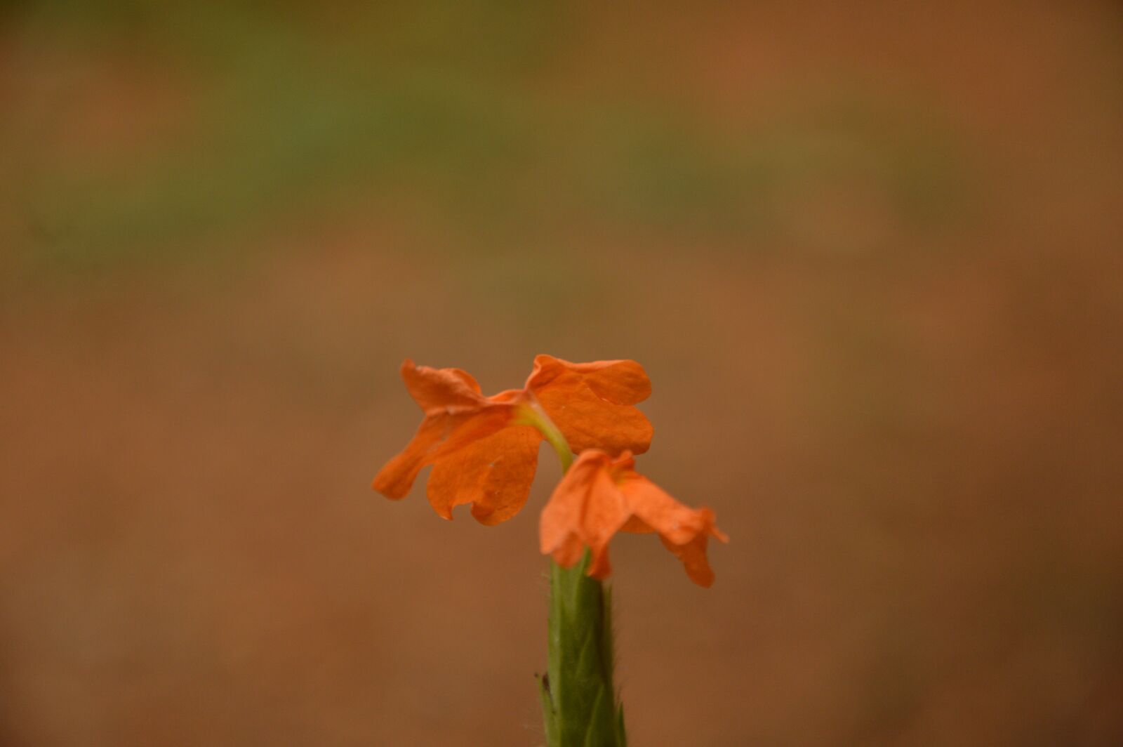 Nikon D3200 sample photo. ಕನಕಾಂಬರ, kanakambara, flower photography
