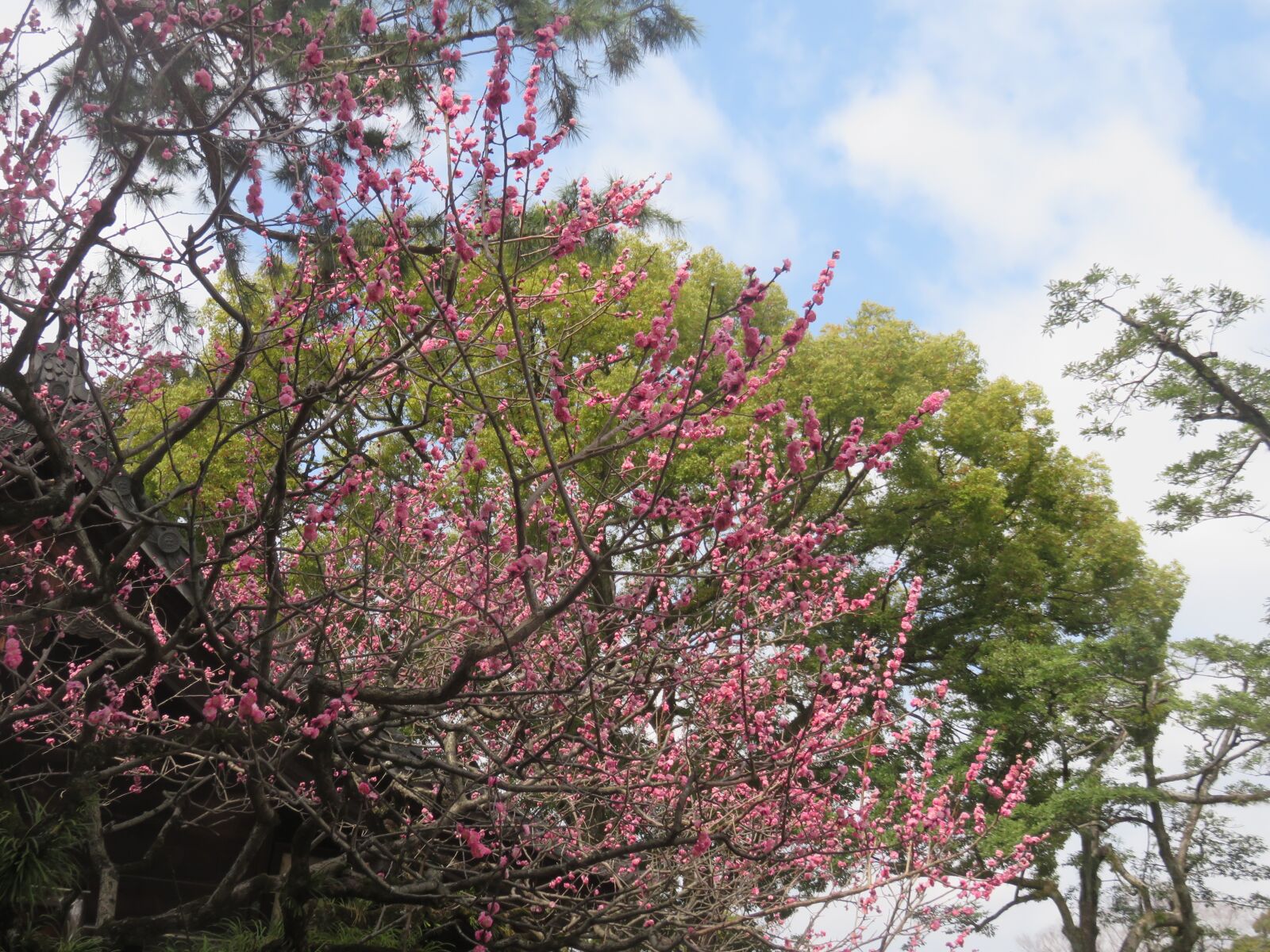 Canon PowerShot SX700 HS sample photo. Cherry, blossom, japan, pink photography