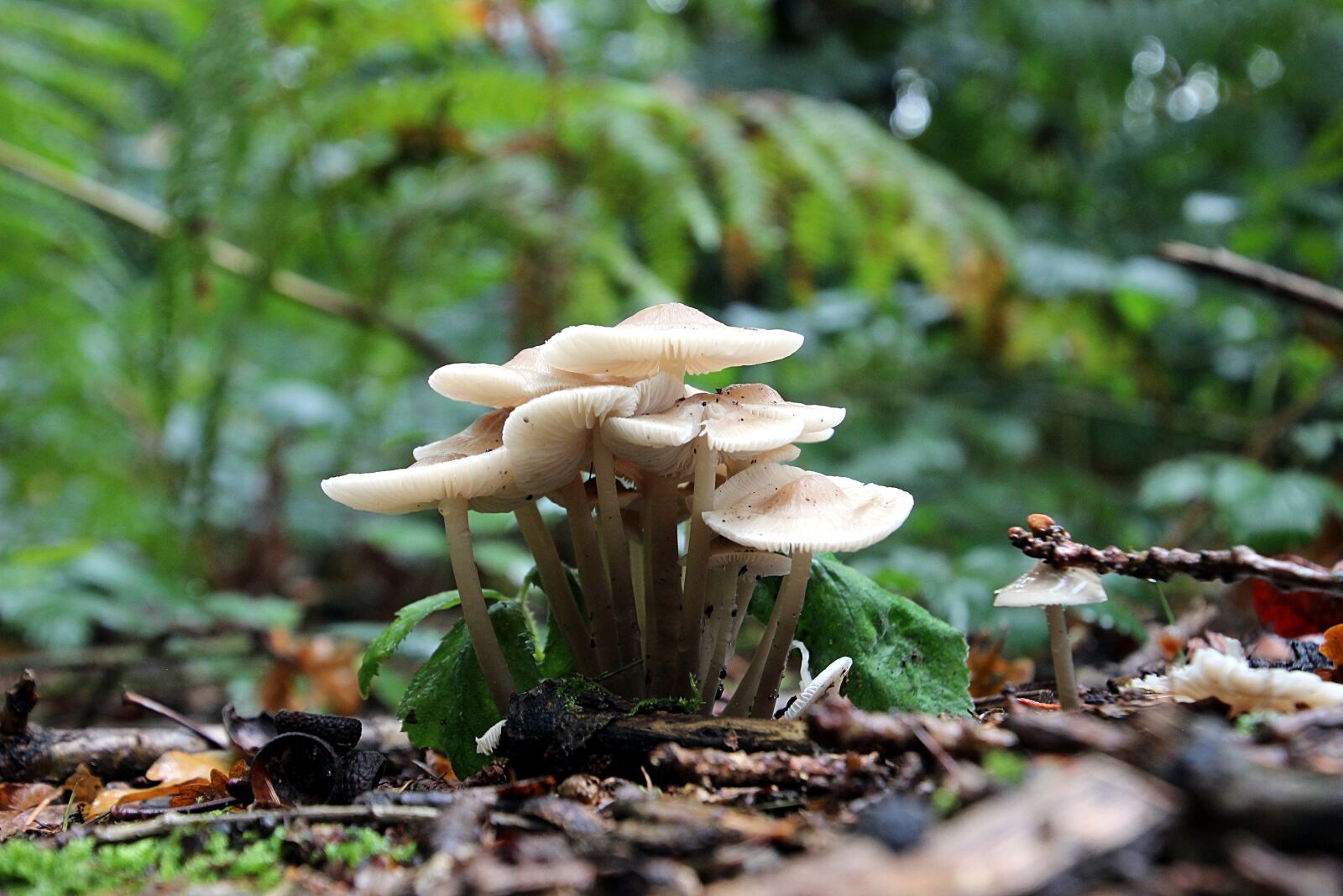 Canon EOS 600D (Rebel EOS T3i / EOS Kiss X5) sample photo. Mushroom, agaric, boating photography